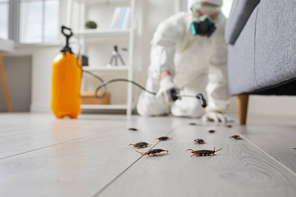 Affordable Cockroach Control solutions in Mounds View, MN
